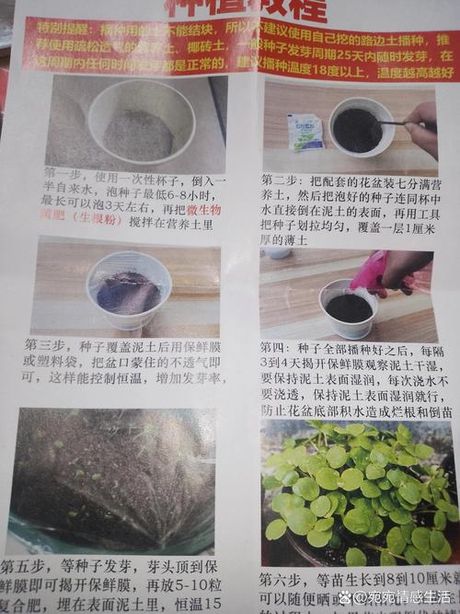 凤仙花的栽培方法