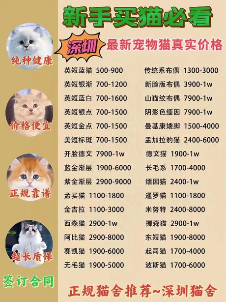 宠物店猫咪价格揭秘