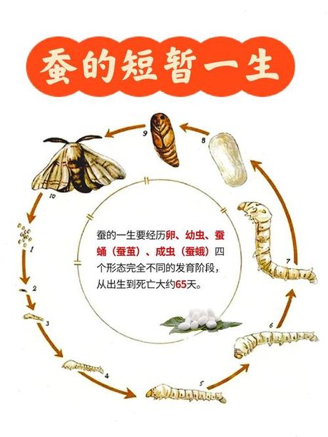 蚕食的意思