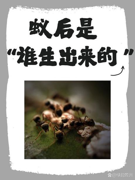 蚂蚁蚁后是怎么来的，蚂蚁蚁后的起源与生活