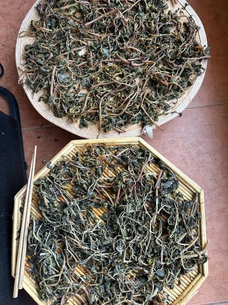 马齿苋怎么晒干，马齿苋如何晒干