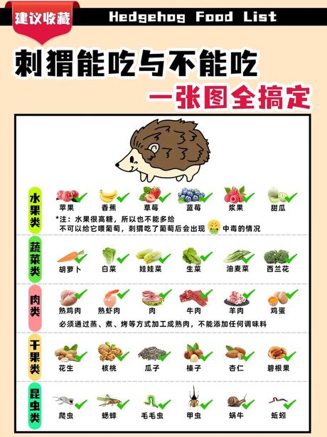 为什么养刺猬不吉利？