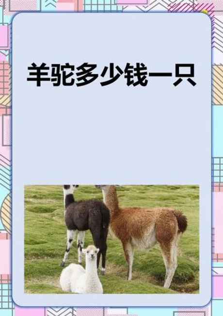 羊驼多少钱，羊驼价格信息