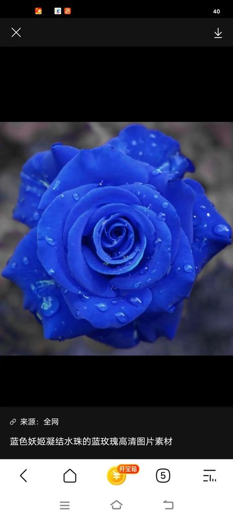 蓝色妖姬：价格与特点
