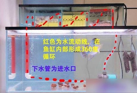 鱼缸过滤棉的正确放置方法