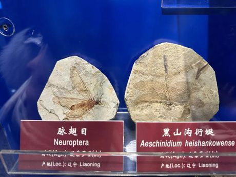 “汝”：穿越时空的语言化石