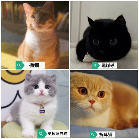 皮堡斯小猫：价格与特点