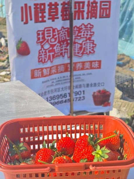 草莓采摘园，草莓采摘园的魅力与经济价值