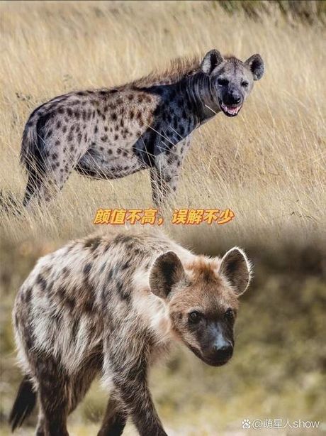 斑鬣狗怎么读，斑鬣狗的正确读音