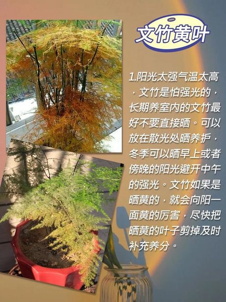 水培文竹叶子发黄的原因及解决方法