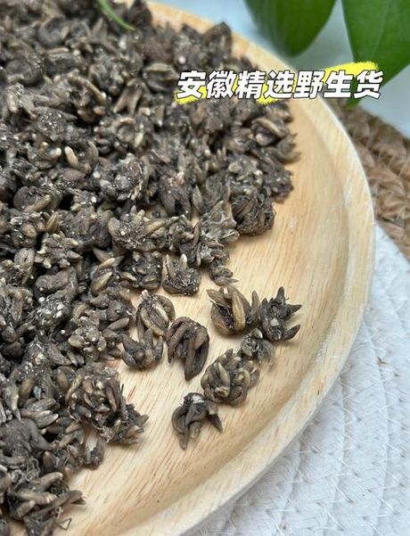 猫爪草：价格上涨与药用新发现