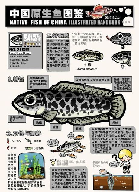 黑鳘鱼：神秘编码背后的生态故事