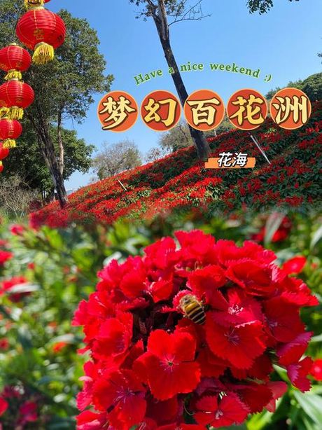 梦幻百花洲：探寻花海的秘境