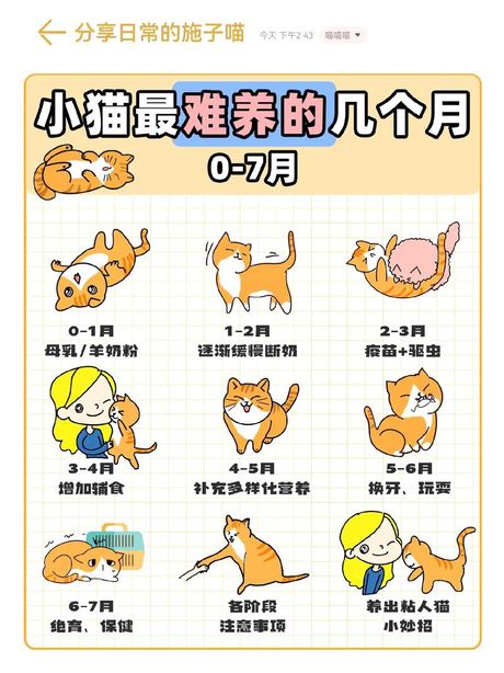小奶猫怎么养：全面指南