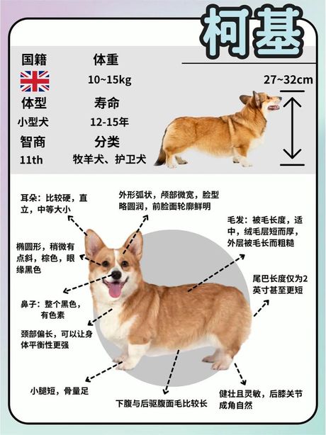 柯基多少钱一只，柯基犬价格