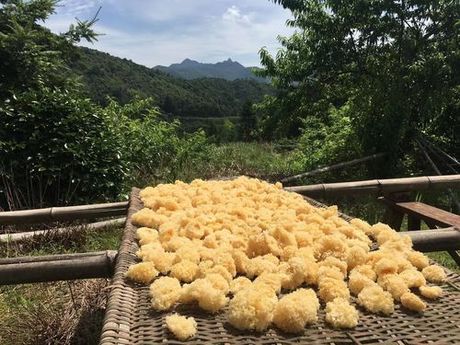 木耳要煮多久才熟？