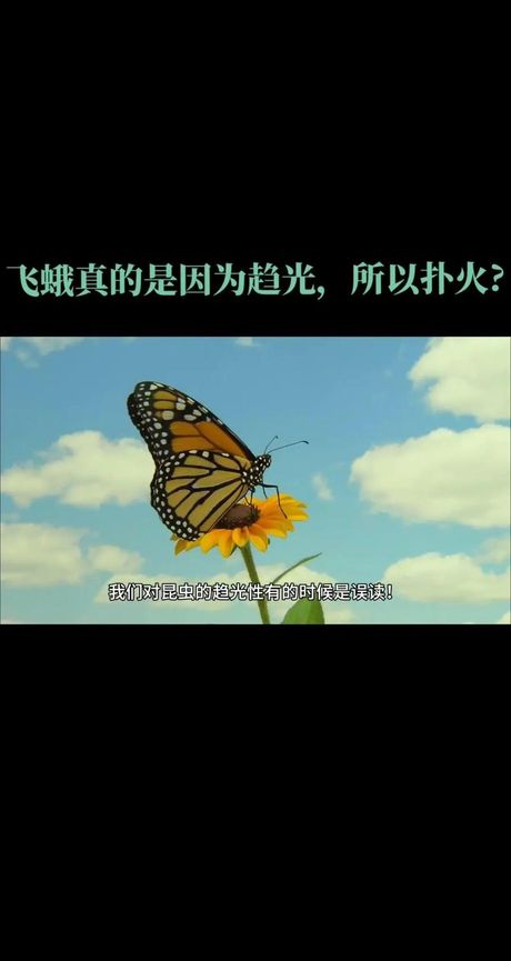 飞蛾为什么要扑火