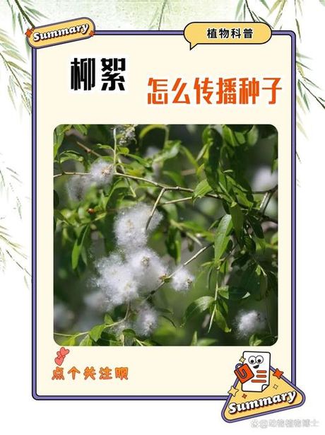 柳树传播种子的方法是什么，柳树传播种子的方法