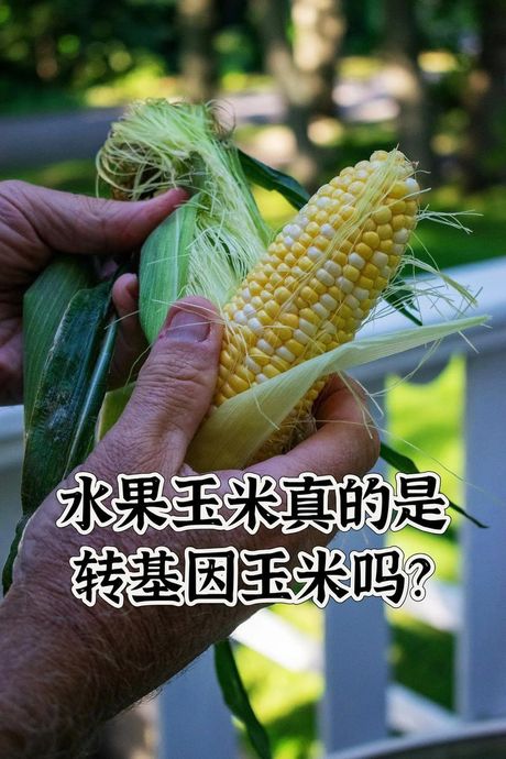 转基因玉米怎么分辨：实用指南