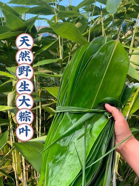 新鲜粽叶的处理方法