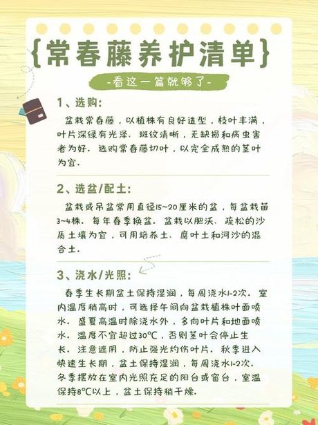 常青藤养护指南