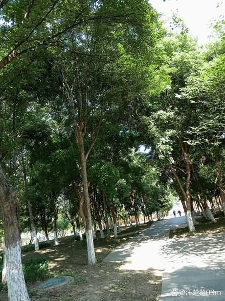 郁郁葱葱：自然的繁荣与生机