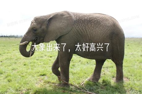 探索“elephant”的正确发音