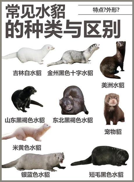 水貂可以当宠物吗
