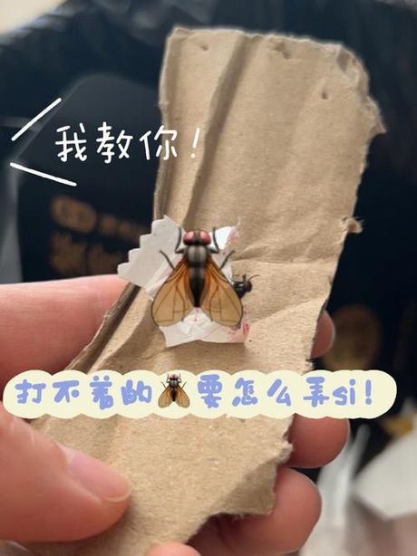 苍蝇多怎么办？
