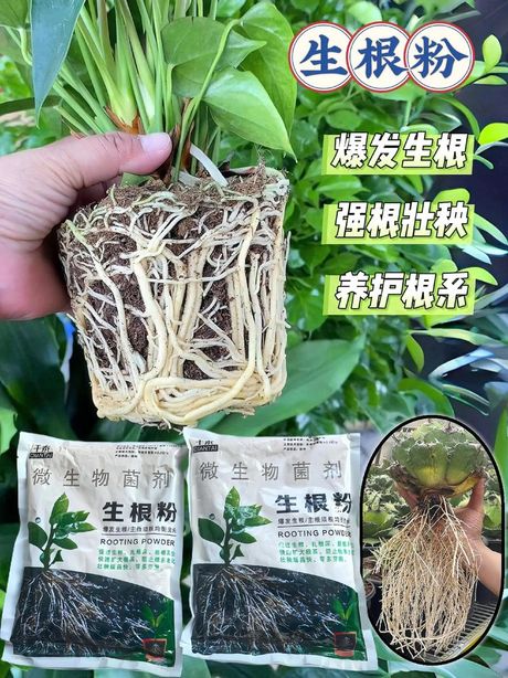 生根粉可以浇土里吗