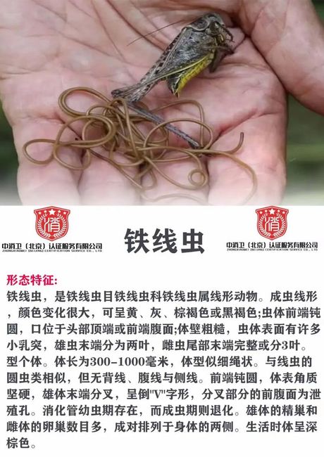 铁线虫可以控制人类吗？