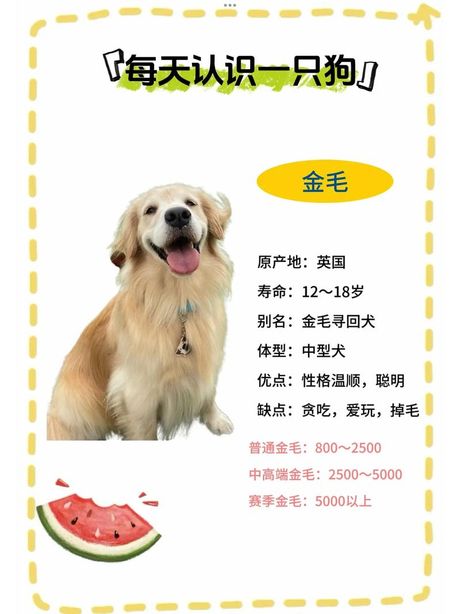 金毛犬多少钱，金毛犬价格指南
