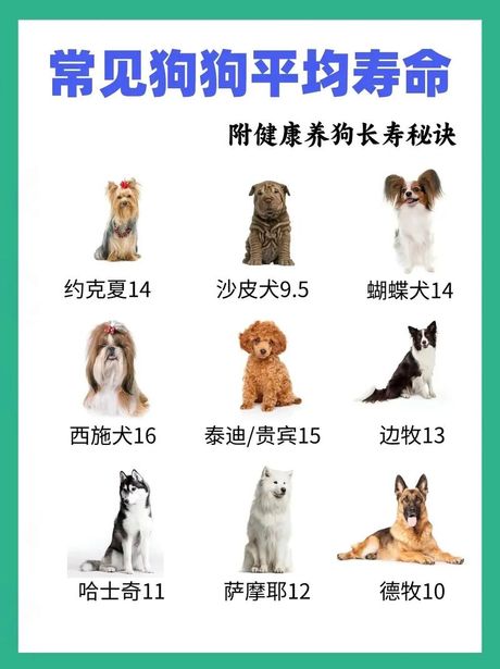 狗的寿命：忠诚伙伴能陪伴我们多久