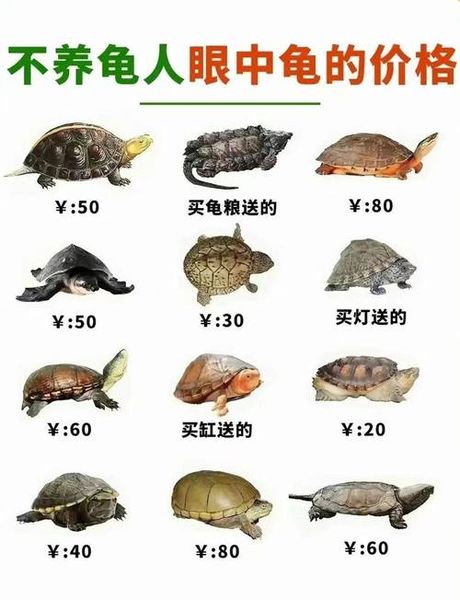 金线龟的饲养指南
