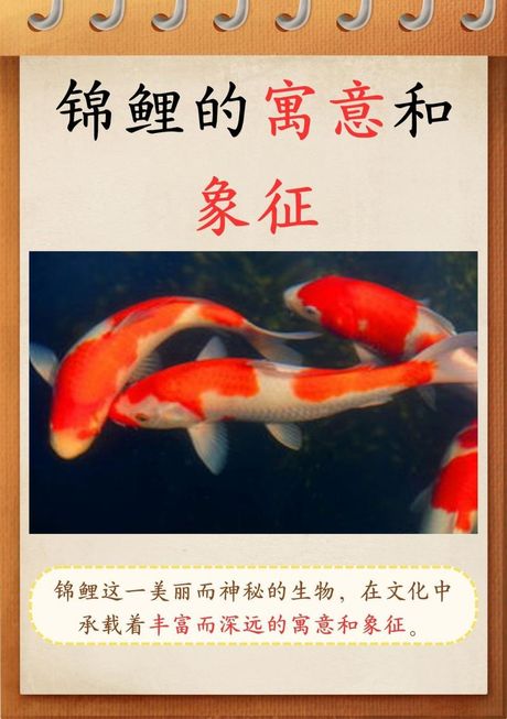 锦鲤网络语的意思