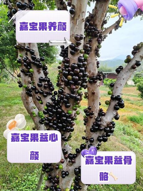 嘉宝果怎么吃，嘉宝果的食用方法