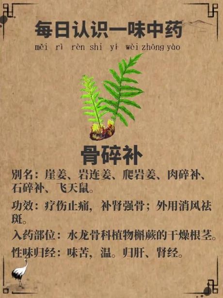 骨碎补：神奇的中药材