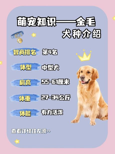 小金毛的价格揭秘