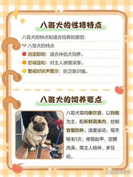 八哥多少钱一只，八哥鸟与八哥犬市场价格全解析