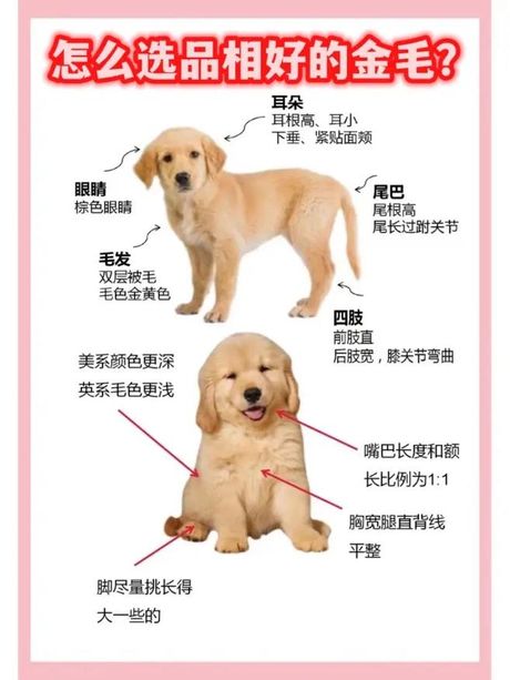 如何饲养小金毛：新手指南