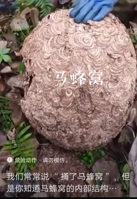 马蜂窝捅了后多久会走