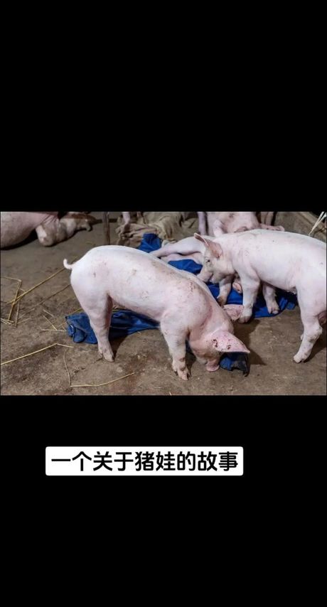 为什么都说猪宝宝好