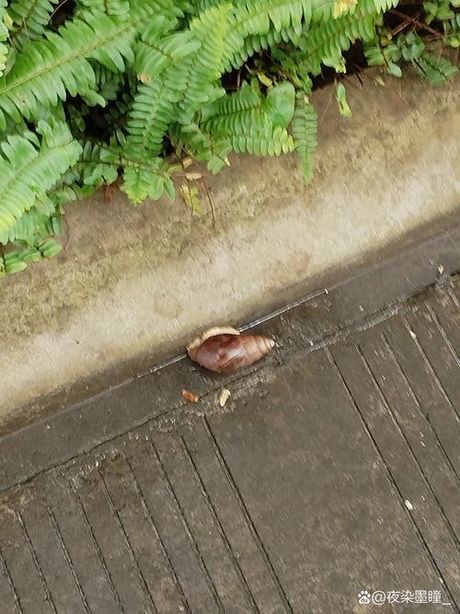 蜗牛为什么这么大？
