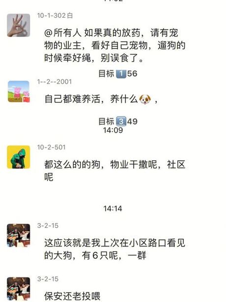 流浪狗的处理：关怀与解决方案
