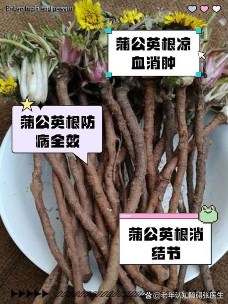 蒲公英根的食用方法