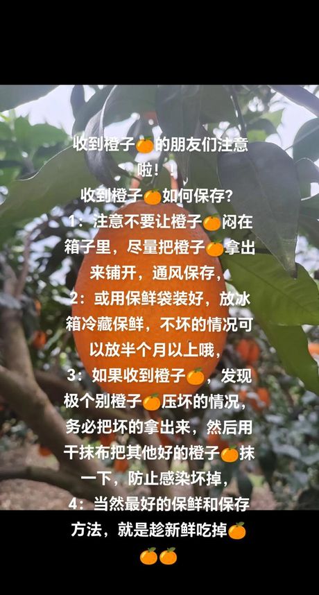 橙子怎么保存：延长新鲜与美味的秘诀