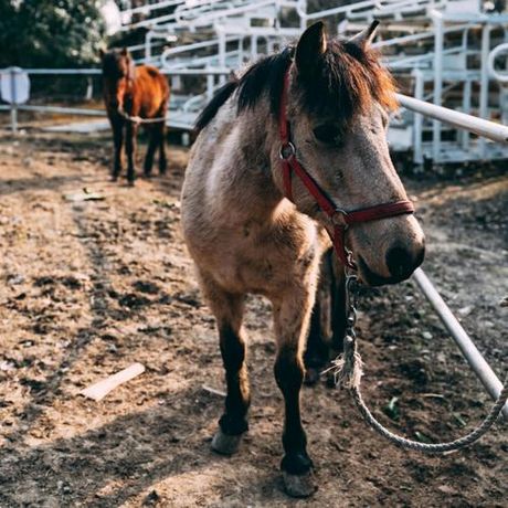 horse怎么读