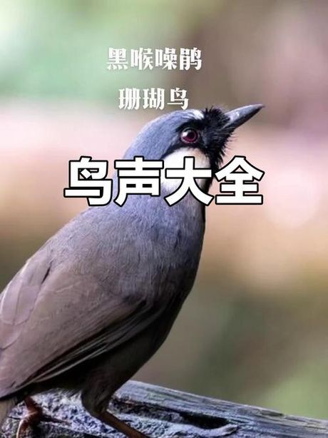 小鸟怎么叫