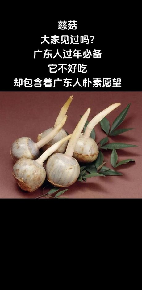 慈菇的食用方法