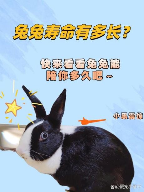 养兔指南：打造爱宠的幸福家园